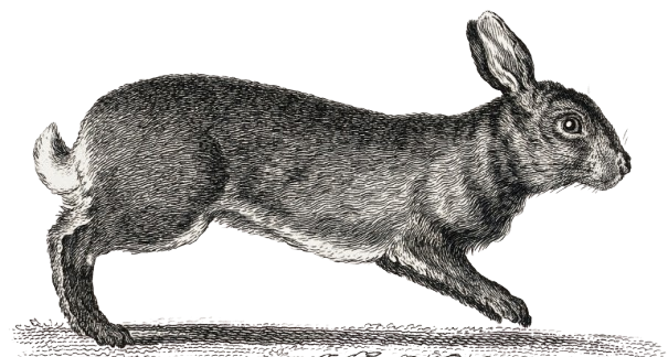 rabbit